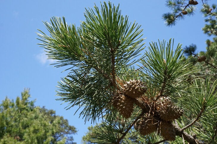 Table Mountain Pine - Pinus pungens