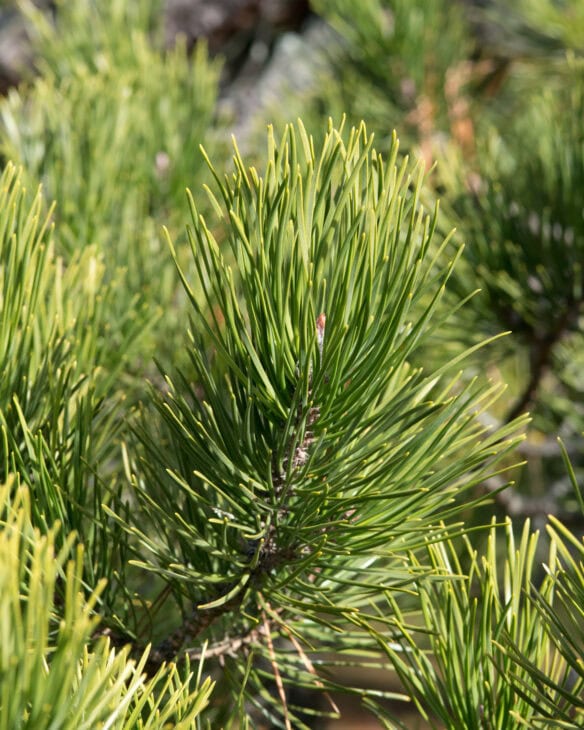 Table Mountain Pine - Pinus pungens