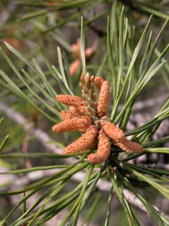 Table Mountain Pine - Pinus pungens