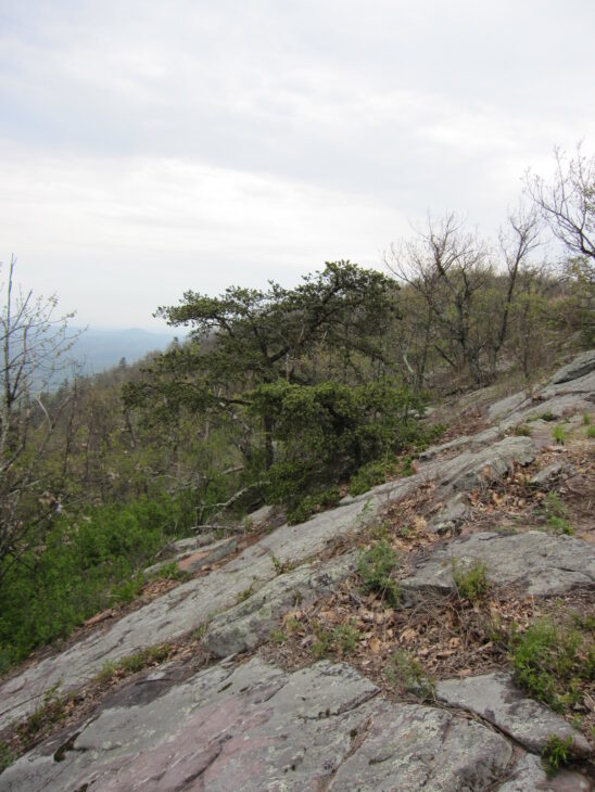 Table Mountain Pine - Pinus pungens