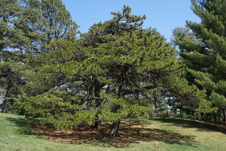 Table Mountain Pine - Pinus pungens