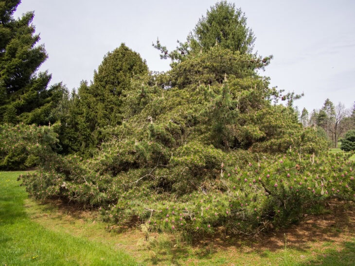 Table Mountain Pine - Pinus pungens