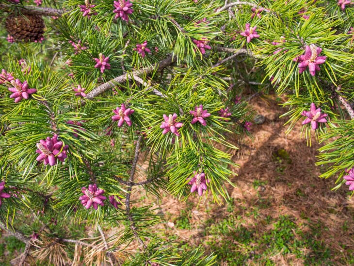 Table Mountain Pine - Pinus pungens