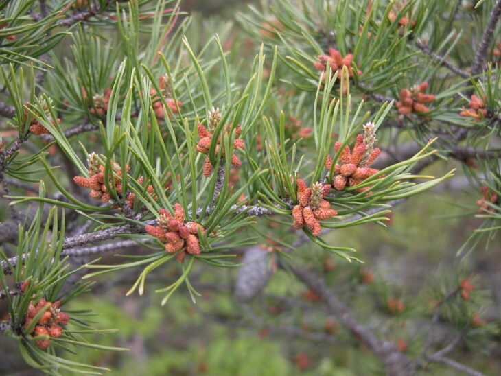 Table Mountain Pine - Pinus pungens