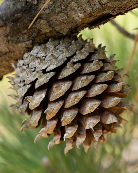 Table Mountain Pine - Pinus pungens