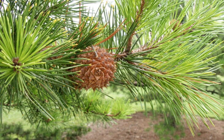 Table Mountain Pine - Pinus pungens