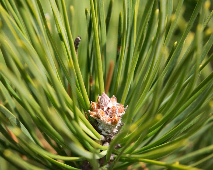 Table Mountain Pine - Pinus pungens