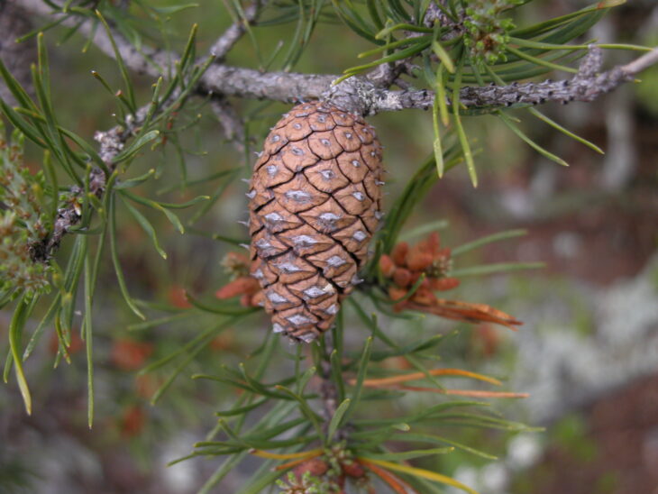 Table Mountain Pine - Pinus pungens