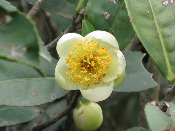 Tea Camellia - Camellia sinensis