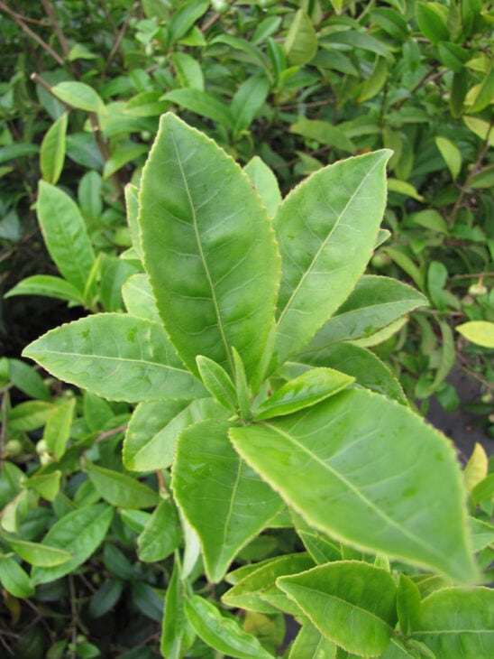 Tea Camellia - Camellia sinensis