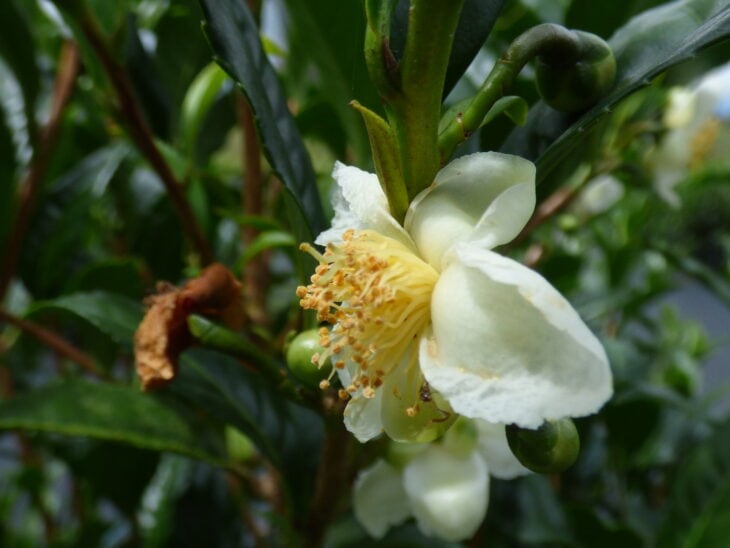 Tea Camellia - Camellia sinensis