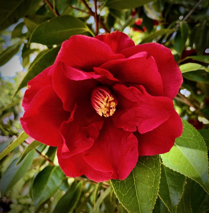 Tea Camellia - Camellia sinensis