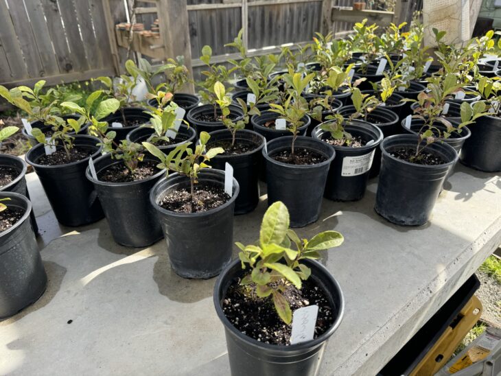 Tea Camellia - Camellia sinensis
