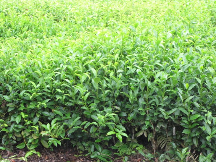 Tea Camellia - Camellia sinensis