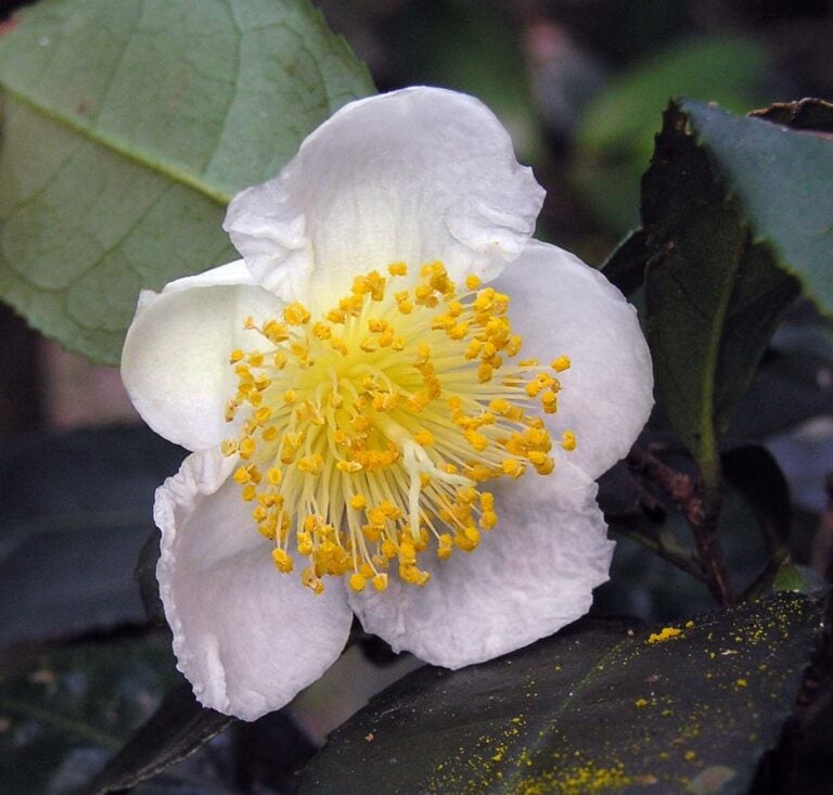 Tea Camellia - Camellia sinensis