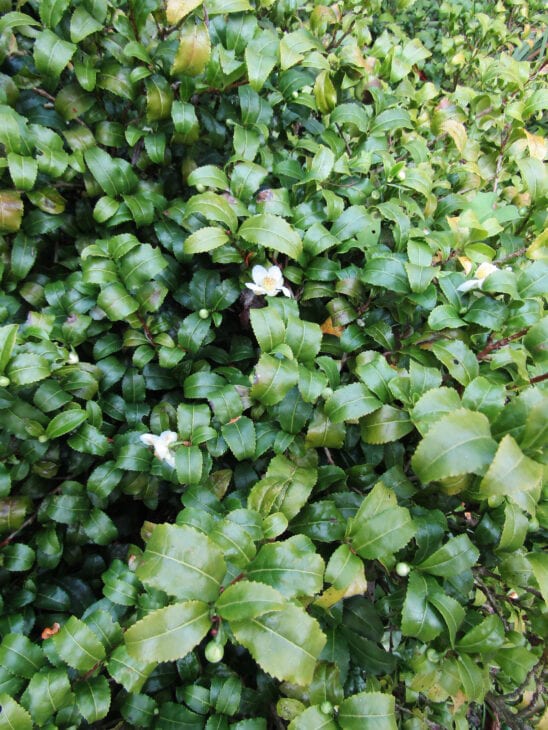 Tea Camellia - Camellia sinensis