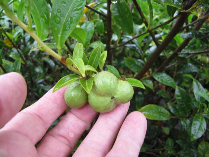 Tea Camellia - Camellia sinensis