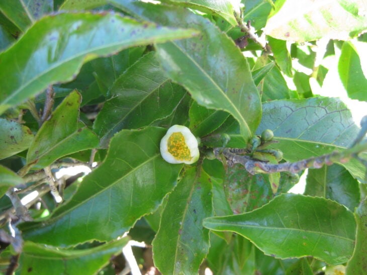 Tea Camellia - Camellia sinensis
