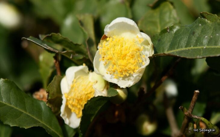 Tea Camellia - Camellia sinensis