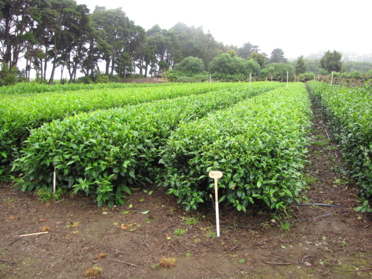 Tea Camellia - Camellia sinensis