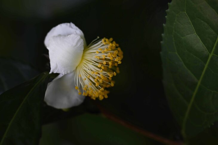 Tea Camellia - Camellia sinensis