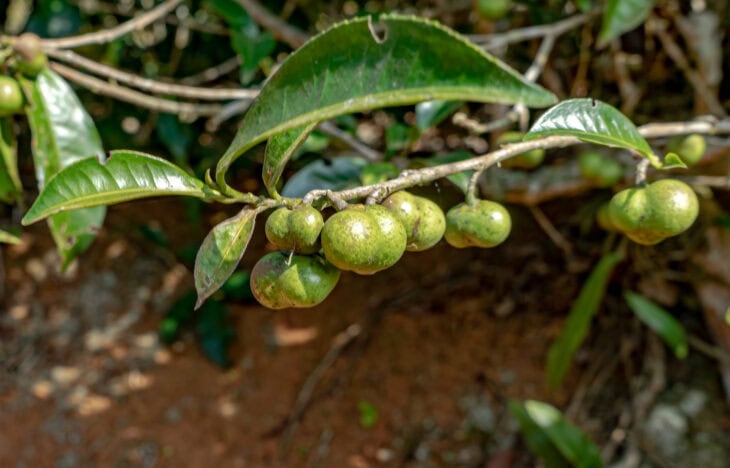 Tea Camellia - Camellia sinensis