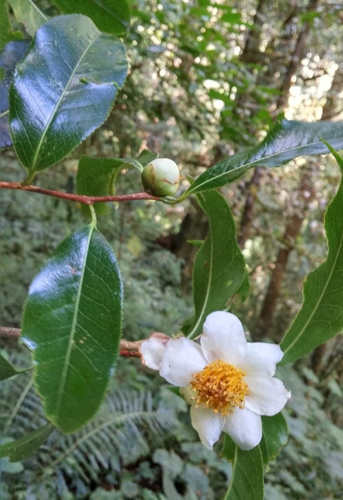 Tea Camellia - Camellia sinensis