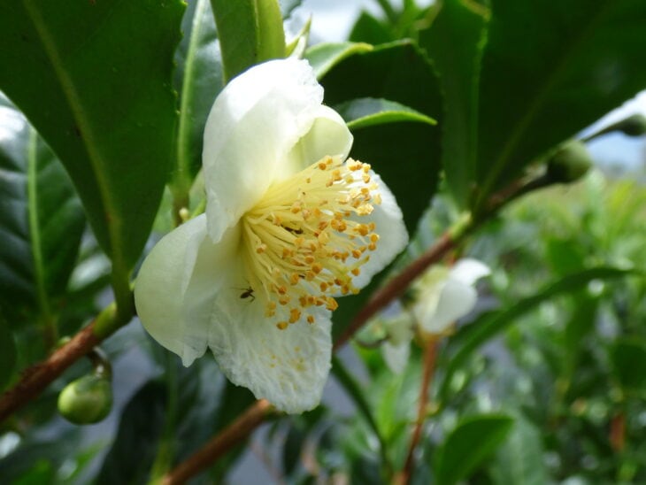 Tea Camellia - Camellia sinensis