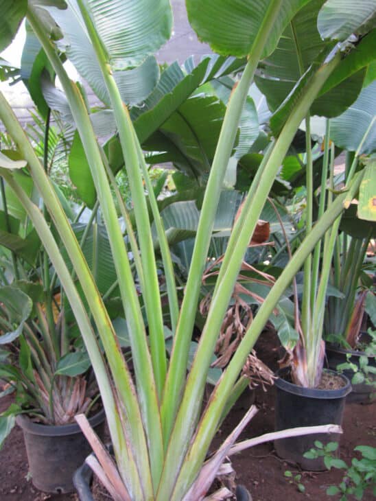 The Traveler's Palm - Ravenala madagascariensis