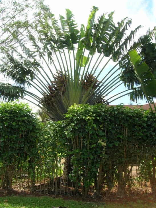 The Traveler's Palm - Ravenala madagascariensis