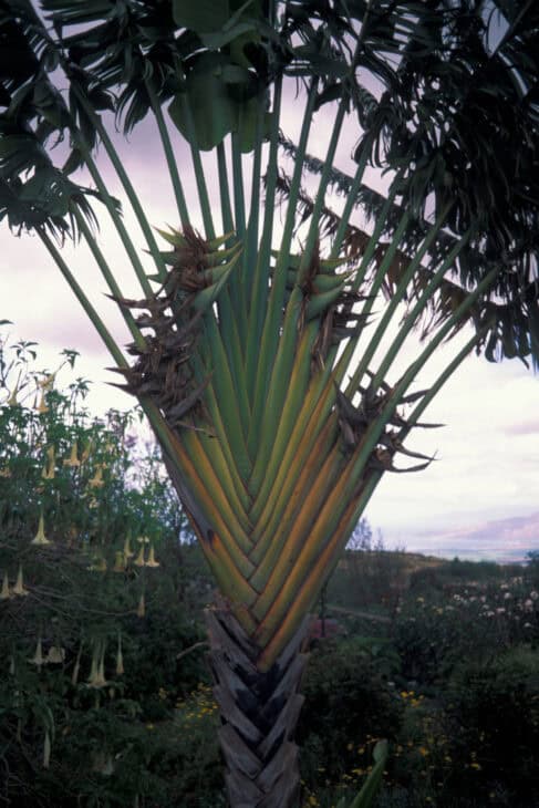 The Traveler's Palm - Ravenala madagascariensis