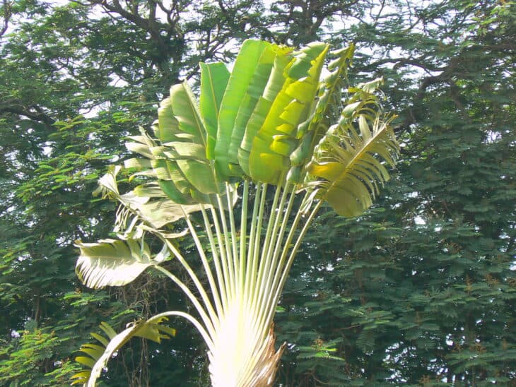 The Traveler's Palm - Ravenala madagascariensis