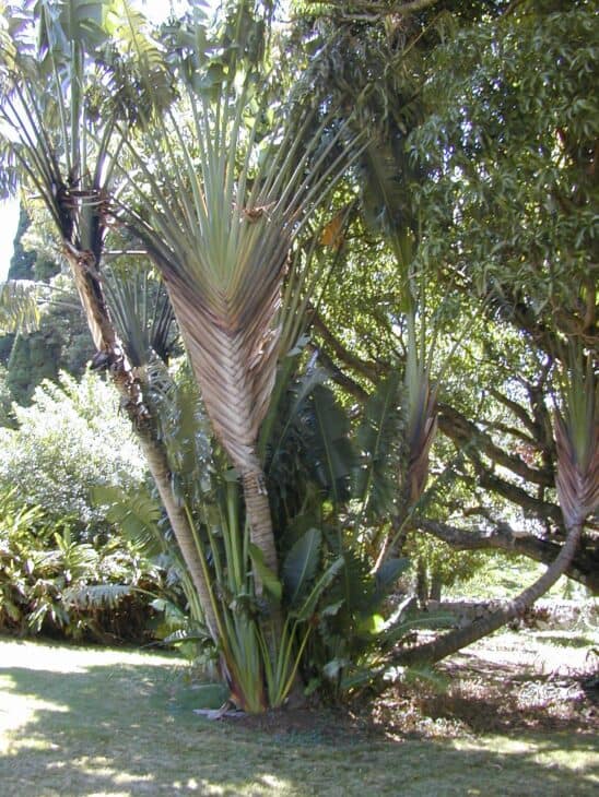 The Traveler's Palm - Ravenala madagascariensis