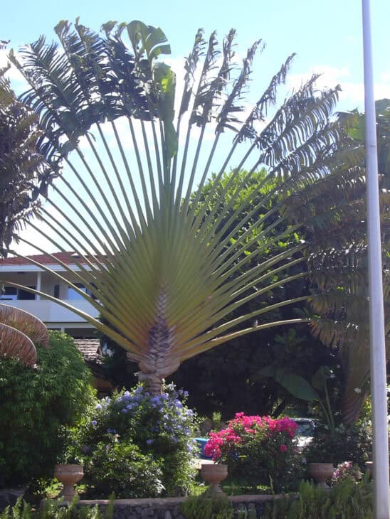 The Traveler's Palm - Ravenala madagascariensis