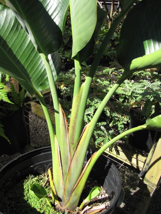 The Traveler's Palm - Ravenala madagascariensis
