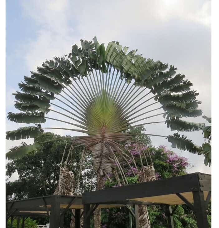 The Traveler's Palm - Ravenala madagascariensis