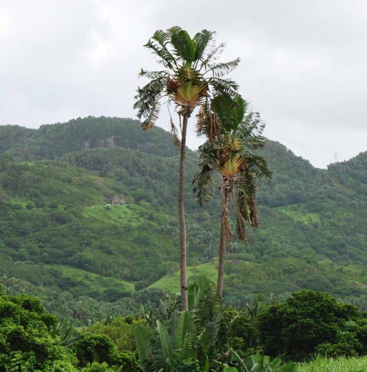The Traveler's Palm - Ravenala madagascariensis