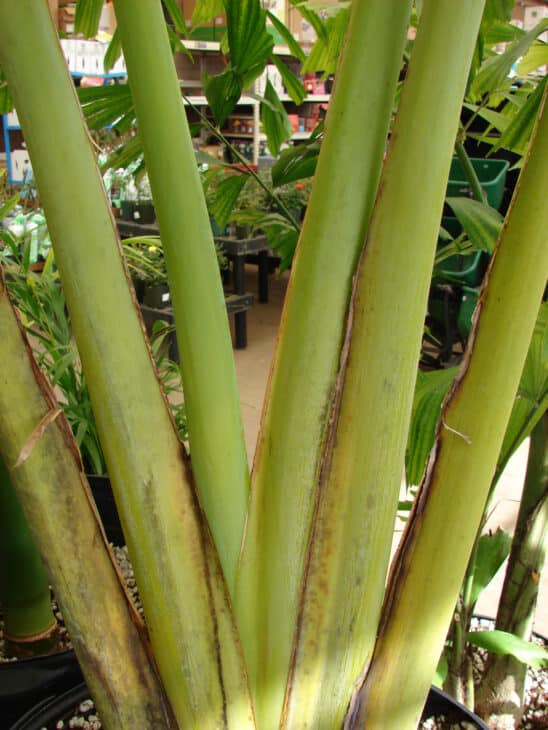 The Traveler's Palm - Ravenala madagascariensis