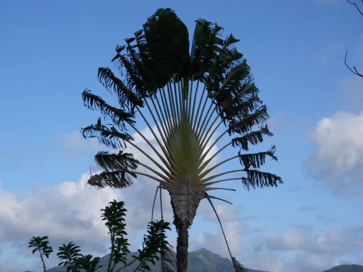 The Traveler's Palm - Ravenala madagascariensis
