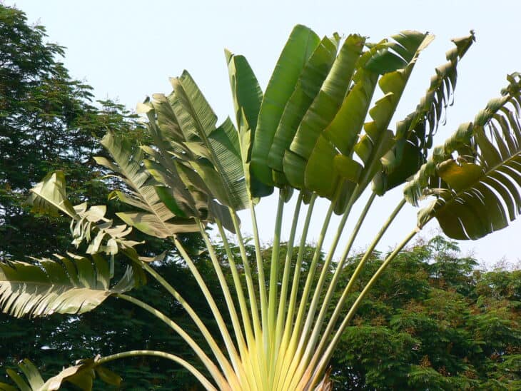 The Traveler's Palm - Ravenala madagascariensis