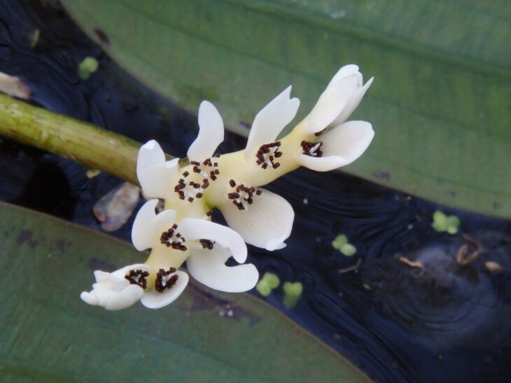 Water Hawthorn - Aponogeton distachyos