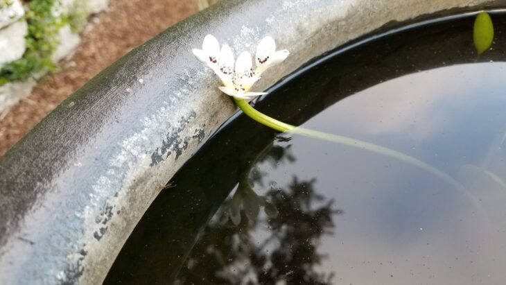 Water Hawthorn - Aponogeton distachyos
