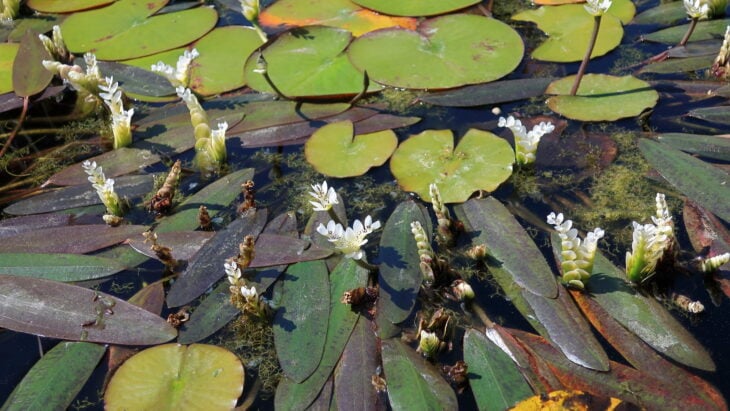 Water Hawthorn - Aponogeton distachyos