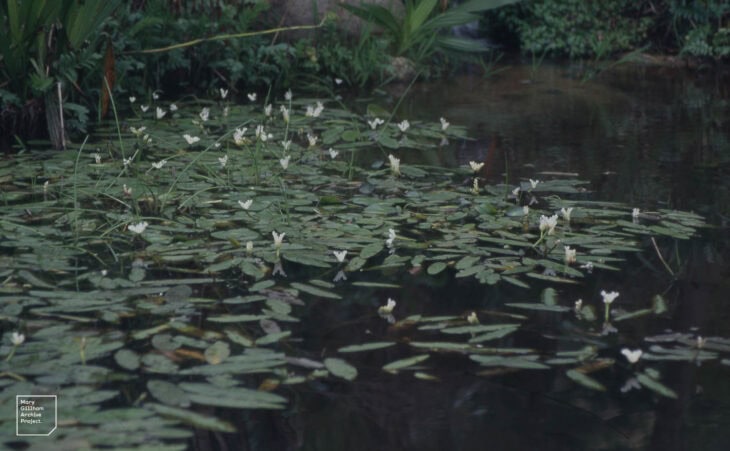 Water Hawthorn - Aponogeton distachyos