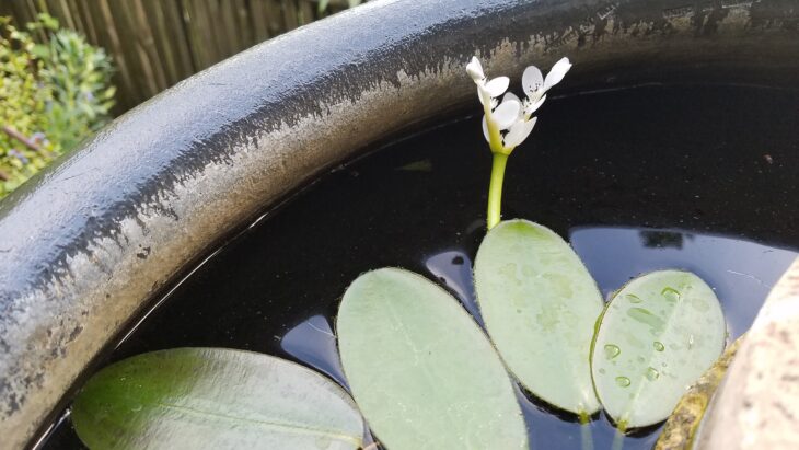 Water Hawthorn - Aponogeton distachyos