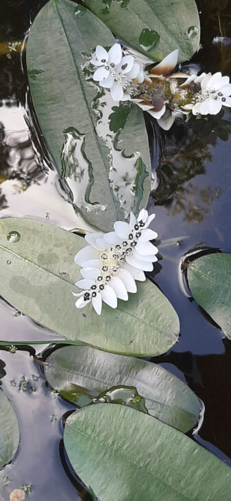 Water Hawthorn - Aponogeton distachyos