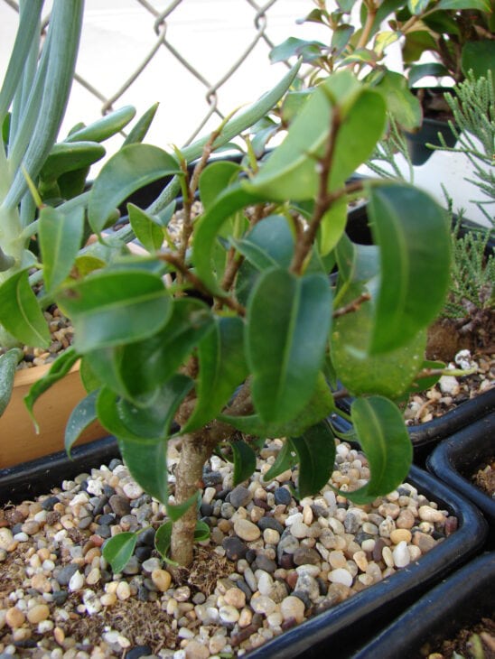 Weeping Fig - Ficus benjamina