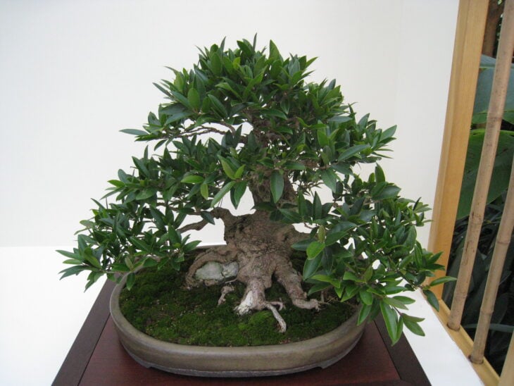 Weeping Fig - Ficus benjamina - Bonsai