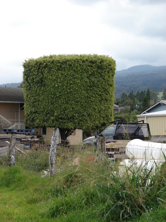 Weeping Fig - Ficus benjamina