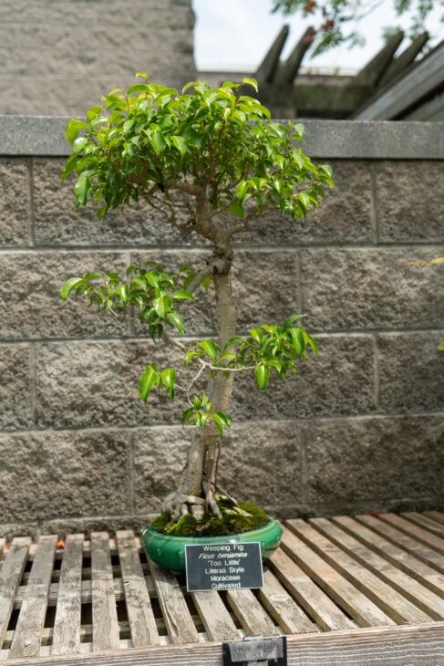 Weeping Fig - Ficus benjamina - Bonsai